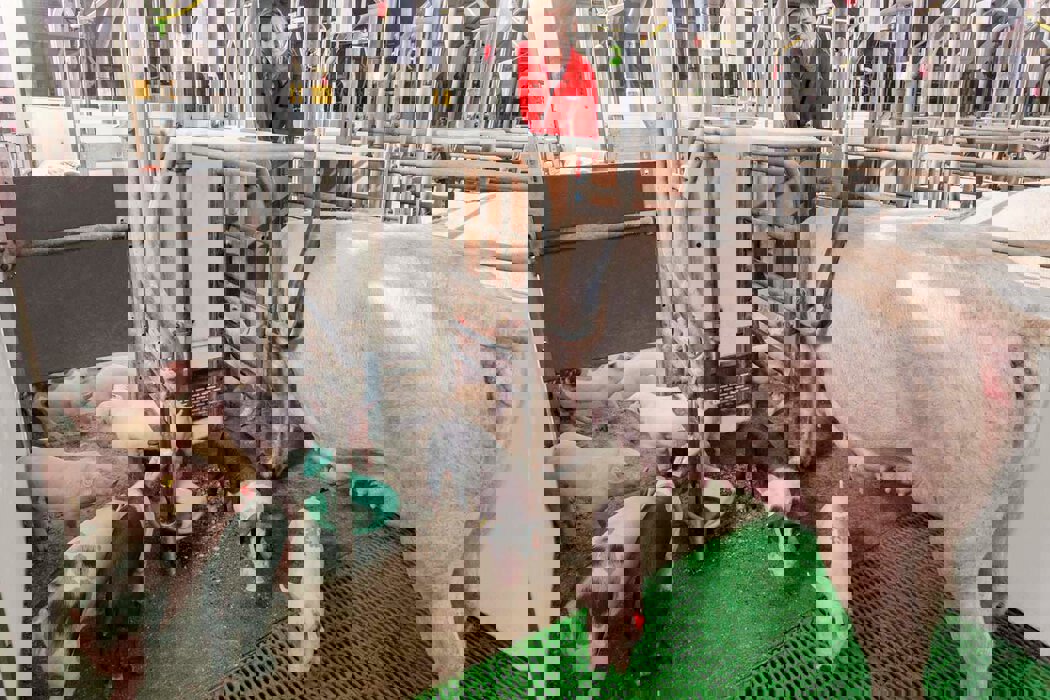 automatic piglet feeding station