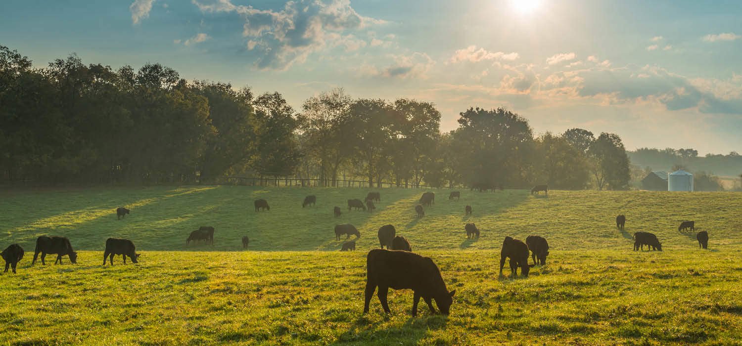 Field with cows