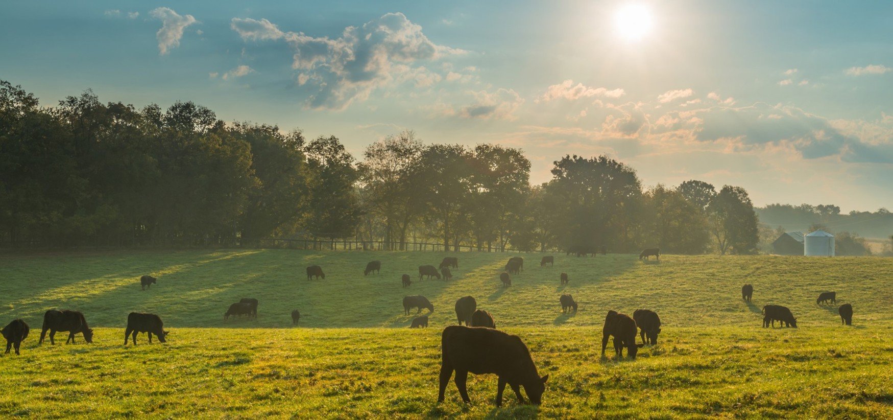 Beef Cattle – a starting point for efficient protein production