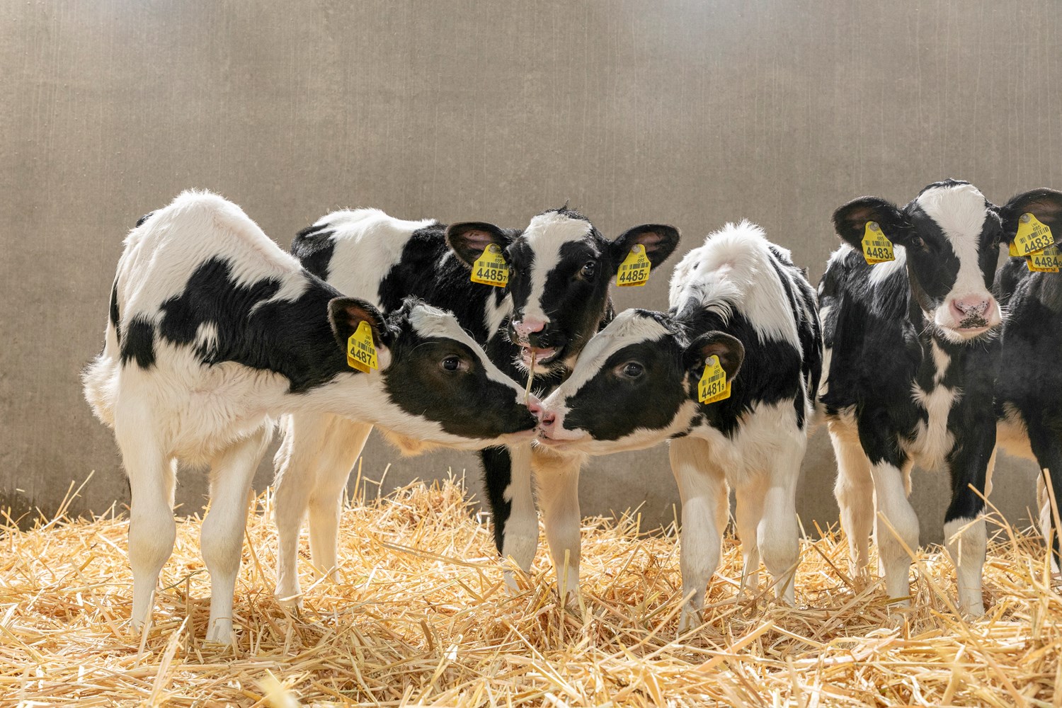 Calves must be born healthy and without problems. therefore, it is essential to provide a safe, stress-free and clean environment around calving. Each birth is unique, and requires your undivided attention for the  