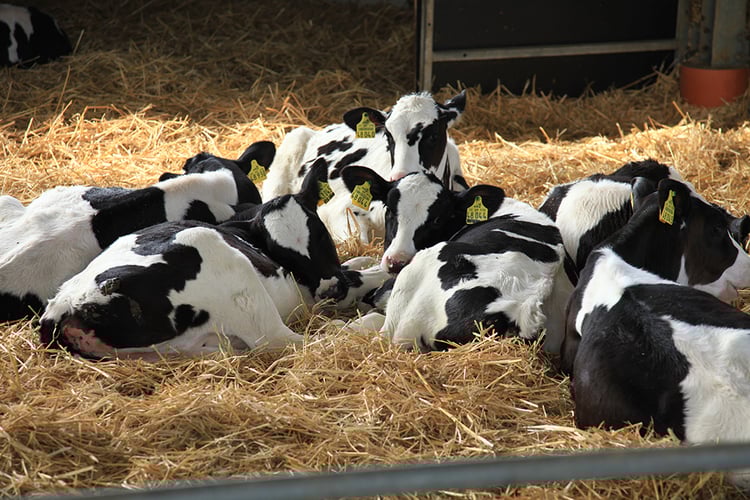 A LifeStart calf feeding schedule in dairy calves