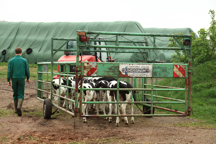 Elevated planes of nutrition