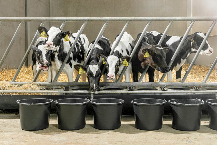 A higher pre-weaning feed intake