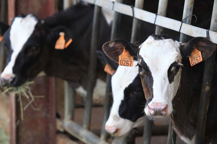Pre-weaning forage supplementation