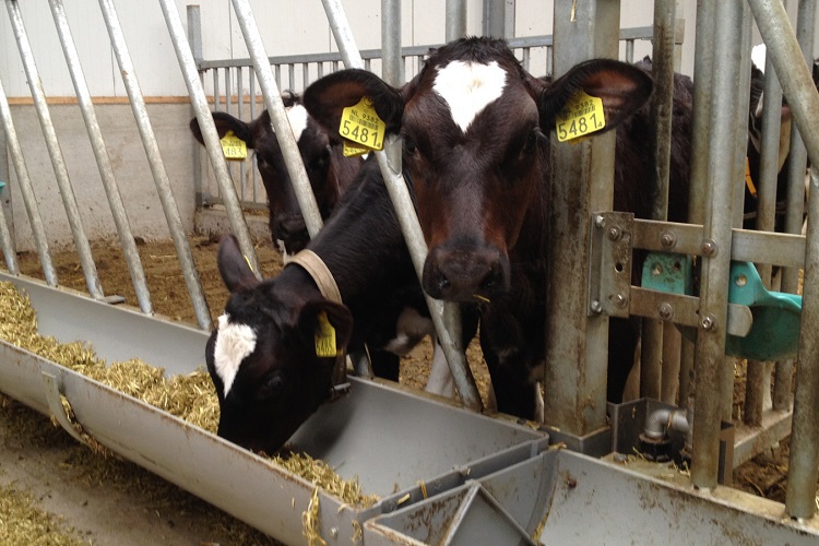 Feeding patterns after weaning