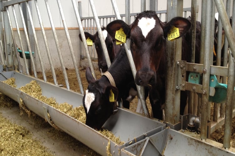 Feeding patterns after weaning