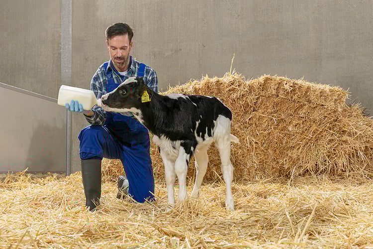 Feeding a calf