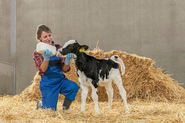 Feeding a calf