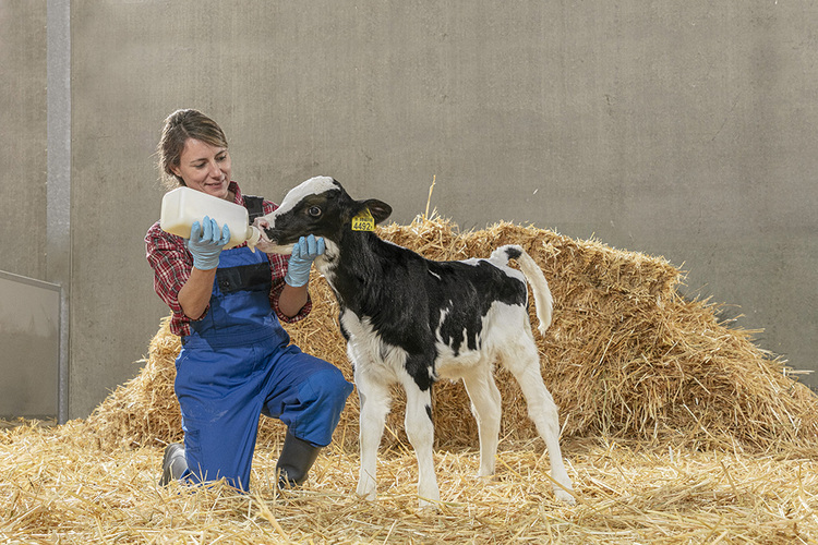 Effects of colostrum quality and milk quantity fed