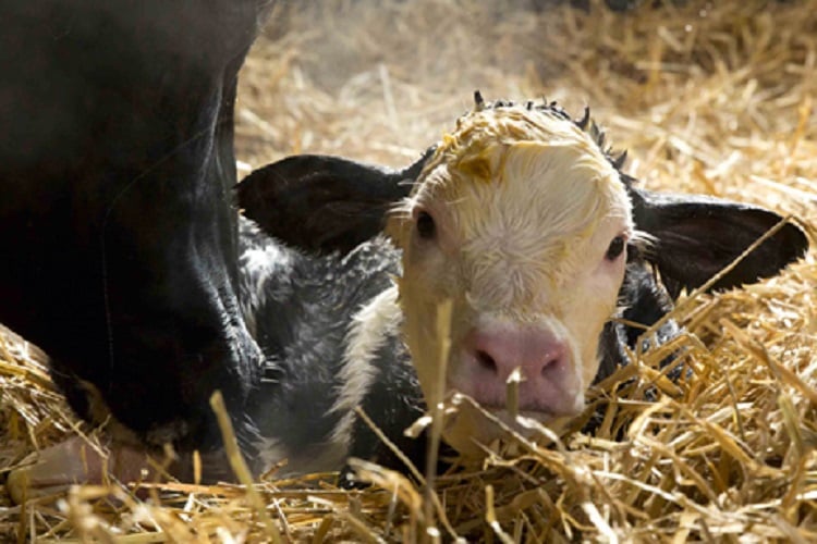 A calf in the farm