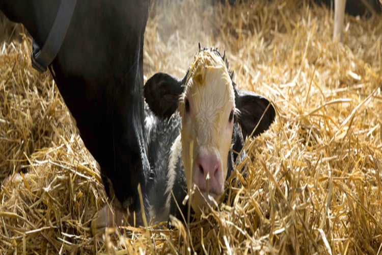 A calf in the farm