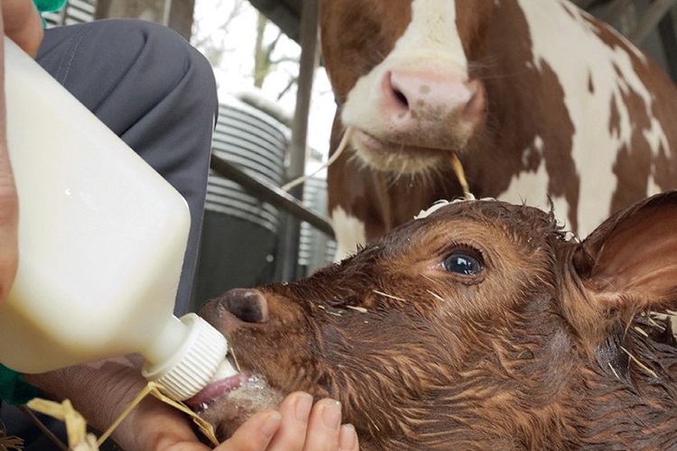 Doubling colostrum intake improves health