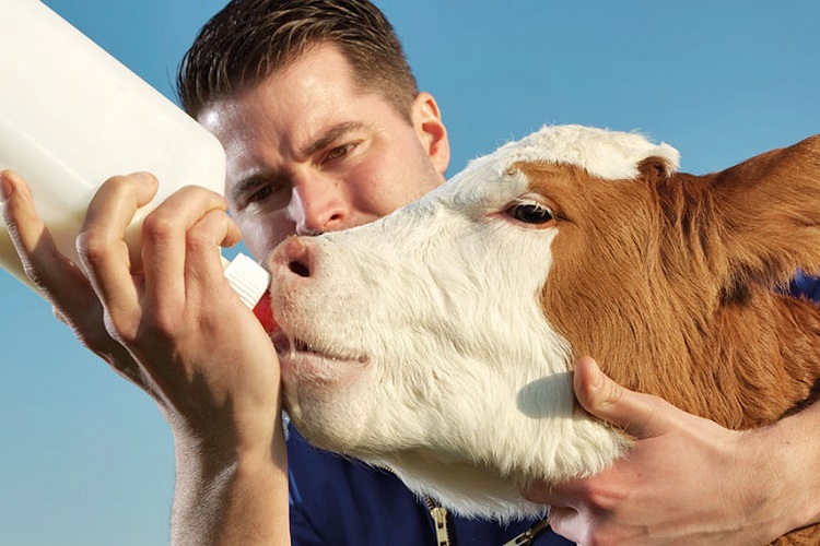 Colostrum and milk pasteurisation