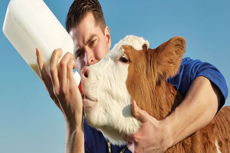 Feeding pasteurized colostrum