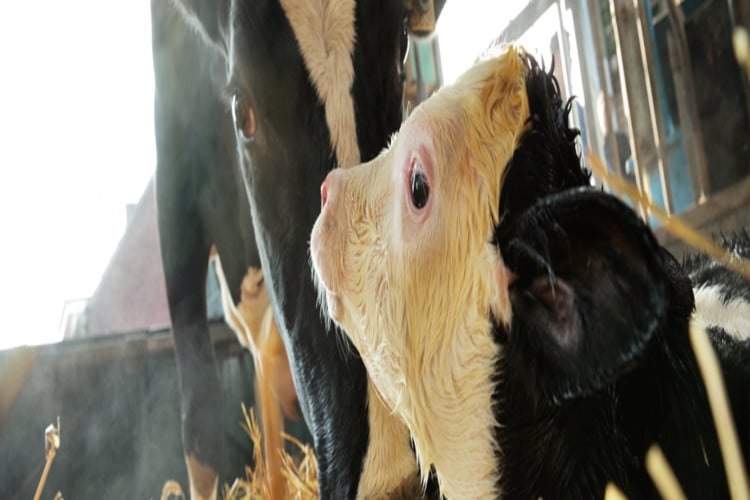 Feeding transition milk