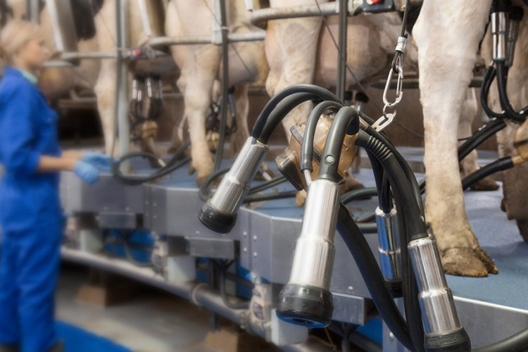 A LifeStart calf feeding schedule