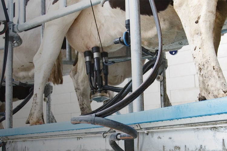 Elevated planes of nutrition