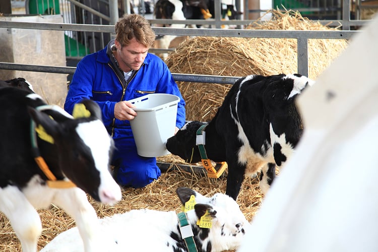 Effect of elevated planes of nutrition