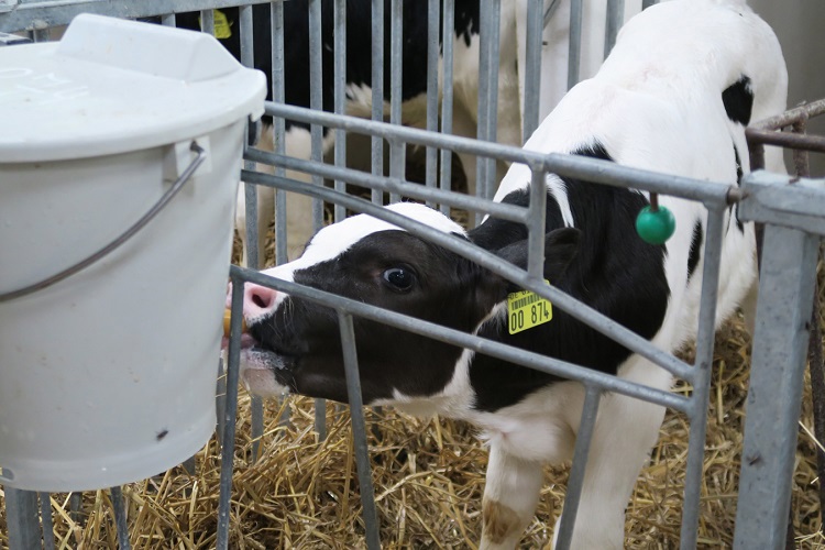 High planes of nutrition improve growth