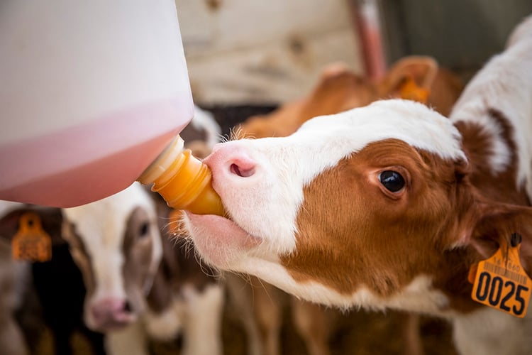 oral electrolyte solutions