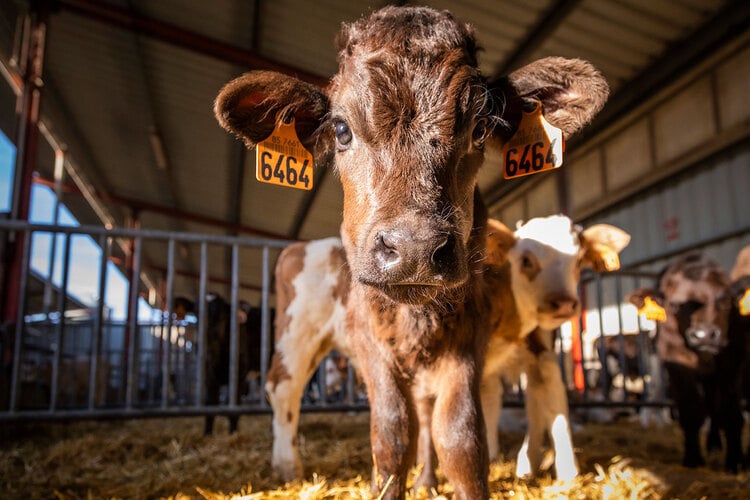 Transport stress in beef calves
