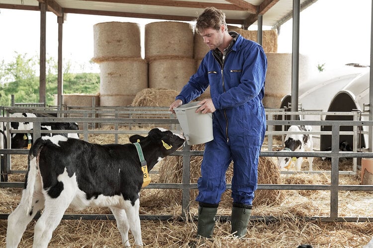 Hypernatraemia in calves