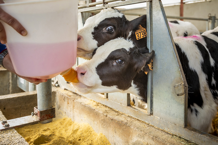 Effect of osmolality on the ability of oral electrolyte solutions