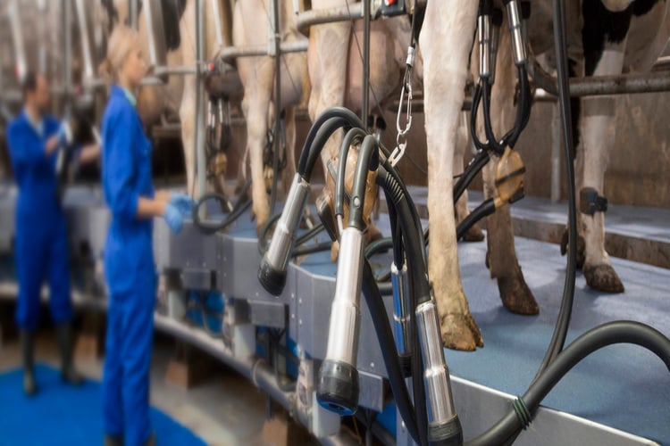 A LifeStart calf feeding schedule