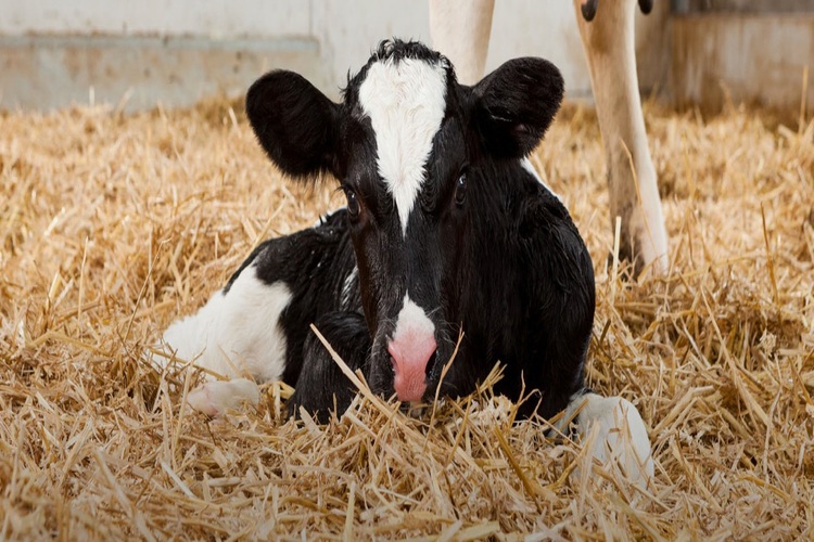 Pre-weaning nutrition