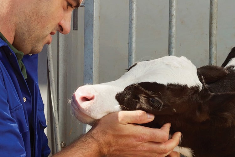 Effect of milk allowance