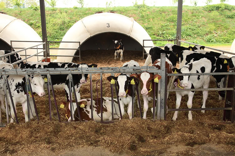 Dietary strategies for the improvement of dairy calf health