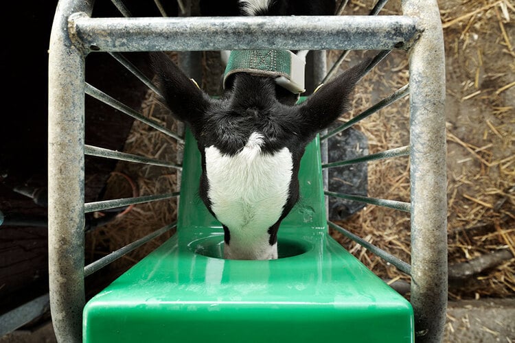 Automated feeding systems