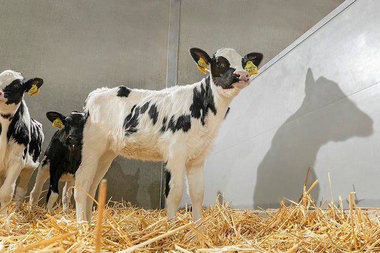 Feed ingredient preferences