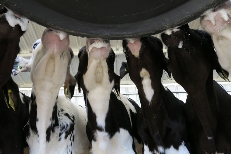 The positive impact of intensified pre-weaning calf feeding programs