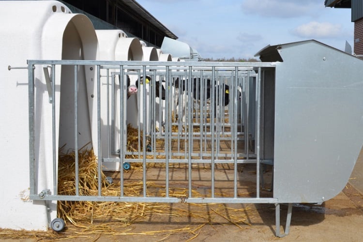 Important factors when switching to modern calf and heifer facilities