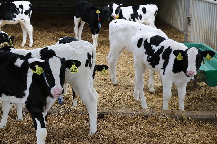 Respiratory disease has a negative impact