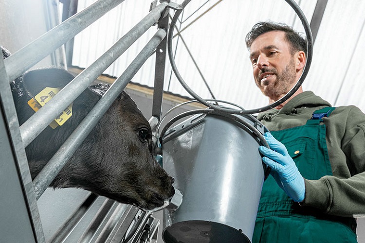 Energised calf milk replacer in a LifeStart feeding schedule
