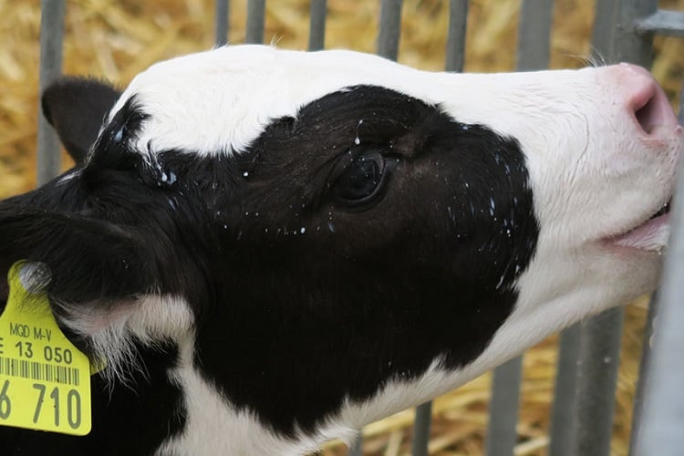 Growth of dairy calves