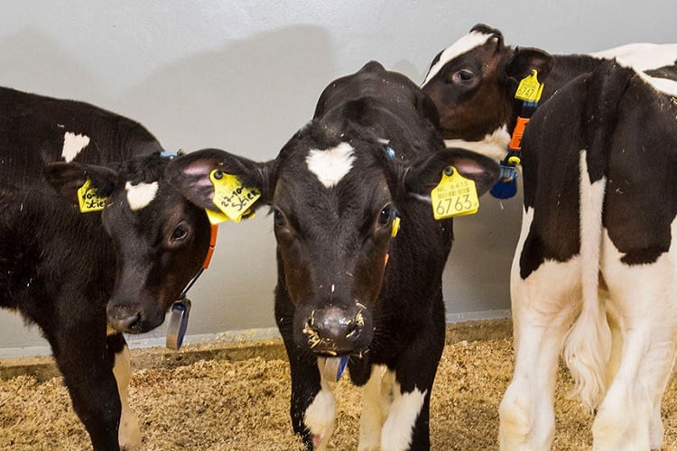 improves growth in cows