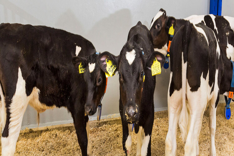 Dairy calves