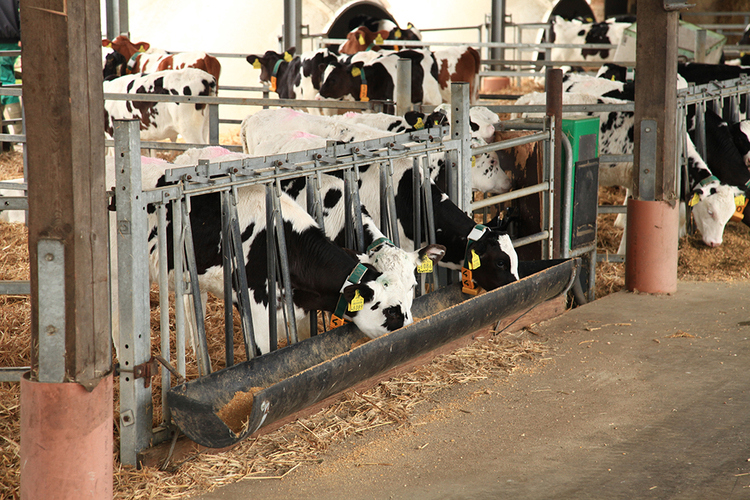 Weaning at a later age