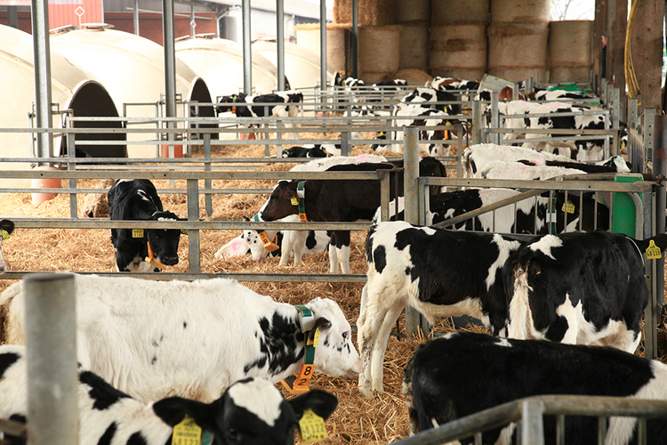 optimal weaning practices