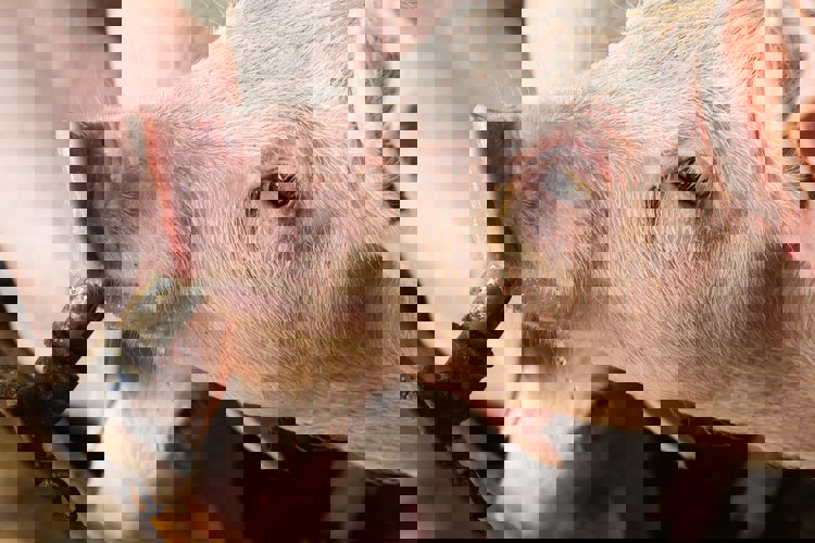 NutriOpt Swine Model