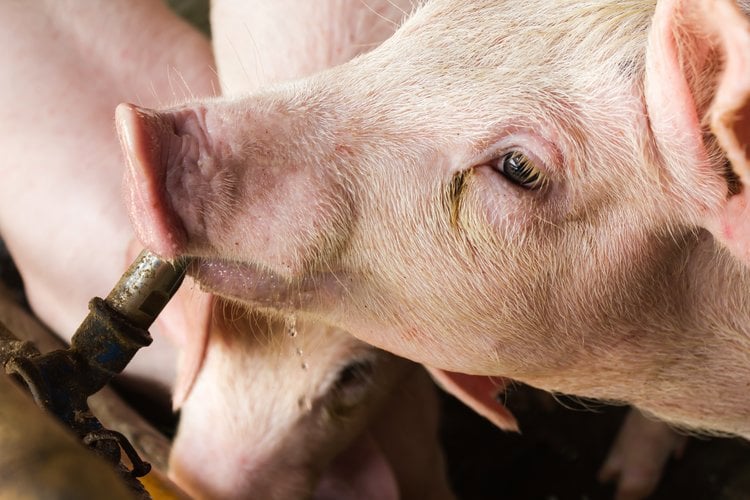 NutriOpt Swine Model