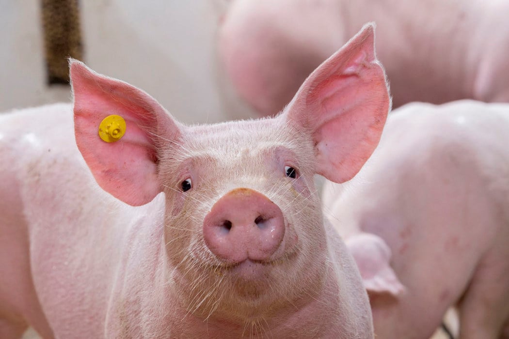 A pig