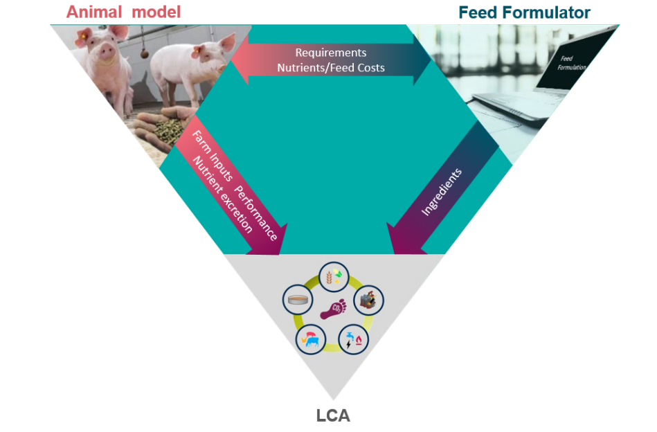 climate effects swine